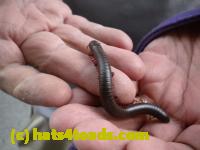 /home//u458753944/public_html/sourcegallery//Insects and small critters/millipedes and centipedes/DSCN1185.JPG